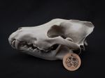 Life Size Grey Wolf Skull Replica – Realistic 3D Printed Bone Model Display
