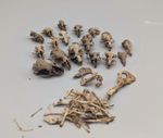 Skull & Bone Bundle, Taxidermy, Gothic, Voodoo, Animal Skulls, Bones, Oddities