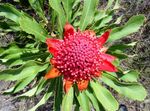 TELOPEA WARATAH ...protea rare,unusual  plant in a 9cms pot