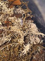 Live Isopods Dairy Queen, 10 (+2 extra) mixed sizes