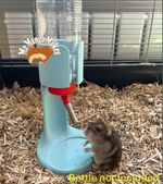 Free Standing Water Bottle Holder, Hamster Bottle Holder, Hamster Accessories