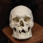 Human Skull Replica | Life Size | Medieval Warrior Axe Wound | Anatomical Model