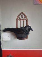 Taxidermy Jack Daw Wall Mounted Corvus Mondula Not Endangered