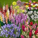 Summer Flowering Bulb Mixed Pack, 300 Bulbs, 7 Varieties for Summer Long Colour