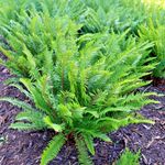 Polystichum Munitum Sword Fern - 3Lt Pot Large Evergreen Shade Loving Plant