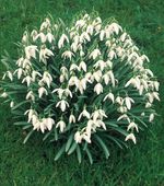 Single Snowdrops bulbs  (Galanthus Nivalis) 10, 25,50,100,
