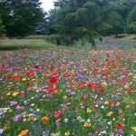 1 KG 100% Wild Flower Seeds Annual Meadow  Bee Scented Meadow Flower NO GRASS