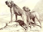 1930s Antique Rhodesian Ridgeback Print Rhodesian Ridgeback Art Decor 6873e