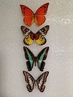 Butterfly Set Specimen Bundle, Mixed Grade, Crafting, Entomology, Taxidermy