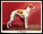 WHIPPET Hound Dog Full Speed Cigarette Card - Dutch c. 1954