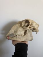 Nature Found Sheep Skull Taxidermy Goth Oagan Witchcraft Oddities Wicca