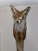 Taxidermy Fox Head With Tail Mounted On Wood