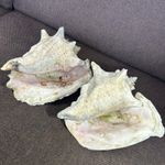 Vintage Large Conch Shell Pair X 2 Some Damage Collectable Old Beautiful Shells