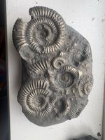 Heavily Pyritised Multiple Ammonite Fossil Cluster – Whitby Yorkshire Coast