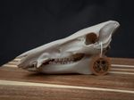 Scaled Down Pig Skull Replica – Realistic 3D Printed Bone Model Display