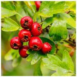 100 Hawthorn Hedging Plants 40-60cm,Wildlife Friendly 1-2ft Hawthorne Hedges