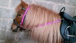 GRASS REIN helps stop horse/pony eating grass 2 sizes. Free pp fully Adjustable