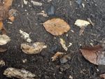 Organic Invertebrate Substrate - Isopods - Millipedes - Roaches - Beetles