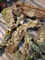 Natural Lichen Covered Bark & Sticks | Bioactive Vivarium Decor |  Enrichment