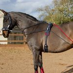 John Whitaker Horse Training System for Muscle Development and Positioning