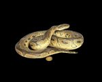 Taxidermy Ball Python (Python regius) Log no 127. L 26cm. Freestanding. Reptile.