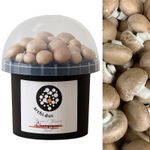 Mushroom Growing Kit | Grow Your Own Cremini Brown Mushrooms in Kitchen Garden