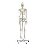Life-Size Skeleton - Anatomically Correct Medical Human Skeleton Model - 180CM