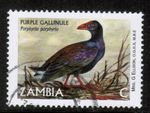 Zambia 2001 No Value " C " Purple Gallinule Used