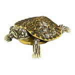 Bandai Gashapon Turtle 02 Action Figure ADVANCE Rio Grande Cooter Turtle 10cm