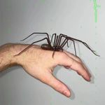 Realistic Spider Magnet for Refrigerator Strong Magnetic Hold Fun Decor