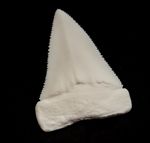 Great White Shark Tooth Fossil Large Replica Real Carcharodon Carcharias Tooth