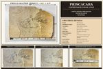 4"+ Priscacara Fossil Fish 18 Inch Layer Wyoming Unprepared Prep Project