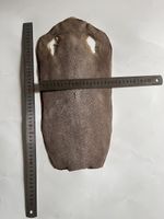 7in Real Stingray Fish Skin Raw Skin Embryo Translucent Fish Skin Leather Brown