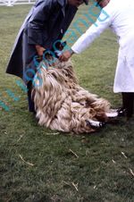 Rough Fell Sheep judging at Yorkshire Show in 1970's original 35 mm Slide 