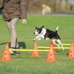 Trixie Dog Activity Obstacle Training Agility Set with 6 Cones (jumps) & 3 Poles