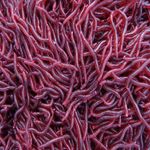100PCS Artificial BloodWorms Soft Red Artificial Worms Perch Course Bait