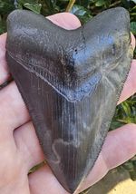 Georgia Megalodon Shark Tooth Fossil