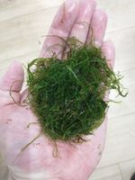 Java Moss Aquarium Plant - Fresh Live Aquatic Plant - Perfect for Aquascaping
