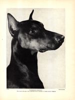 1930s Antique Doberman Dog Print Beautiful Doberman Pinscher Head Print  6493h