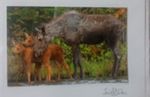 "Moose Hug" Portrait w Matting By Lisa A. Davis Maine 6 X7
