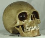 23cm SKULL MONEYBOX WITH HINGED JAW - LARGE ADULT - QUALITY SKULL - UK SELLER
