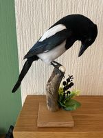 Taxidermy Magpie ,This Is Not A Protected Species