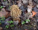 Morel Habitat Kit® FREE SHIPPING -  For over 38 Years Growing Backyard Morels