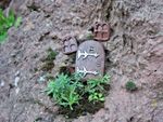 FAIRY GARDEN STARTER SET DOOR + 2 WINDOWS  LET YOUR SECRET FRIEND IN