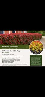 15 Photinia Red Robin Hedge Plugs (10+5 FREE) Evergreen Garden Plant