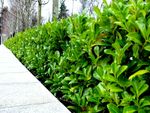 60 Cherry Laurel Fast Growing Evergreen Hedging Plants 40-50cm Tall Potted