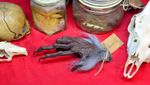 Cursed Creepy The Monkey's Paw Sculpture Horror Replica Prop Gift (Grey Mohair)