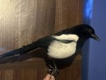 Taxidermy Unmounted Magpie