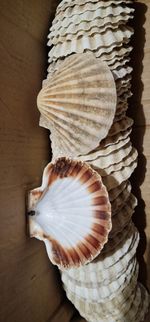 50 Natural Scallop Shells Bulk- Real Seashells for Crafts, Beach Decor & DIY