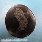 Fish Coprolite Fossil in Nodule – Carboniferous Fossilised Faeces – Scotland,